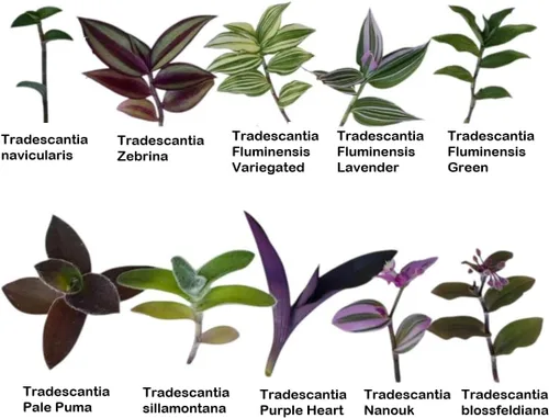 Vista 2 de Esquejes de plantas sin raíz de USKC (10 tipos diferentes de hojas de judío errante #B)