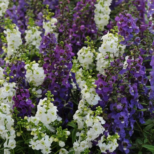 Vista 10 de Outsidepride Serena Waterfall Mix Angelonia Snapdragon Seeds para plantar, 15 piezas de semillas de flores perennes, aptas para polinizadores