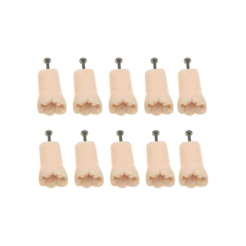 Vista 9 de Modelo de estudio de dientes de práctica de Typodont dental, modelo de estudio, dientes de repuesto individual, enseñanza de estudiantes 11#