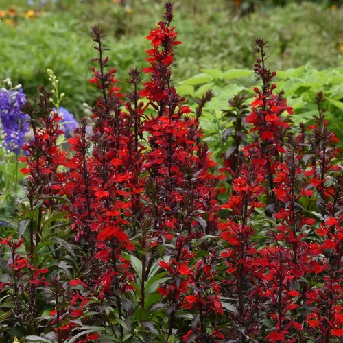 Vista 5 de Eden Brothers Lobelia Seeds - Alfombra Azul