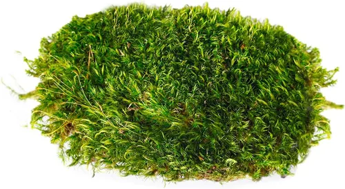 Vista 3 de SuperMoss - Musgo decorativo preservado., Verde fresco