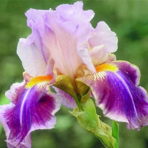 Vista 8 de 35 semillas de iris raras de colores mixtos, colores impresionantes para tu jardín, variedades poco comunes