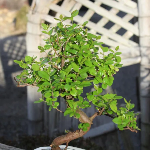 Vista 9 de Brussel's Bonsai Árbol bonsái de ciruela dulce china viva, 5 años, 6 a 10 pulgadas, bonsái de interior en maceta de bonsái de cerámica