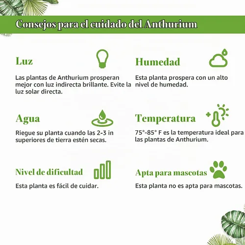 Vista 6 de Planta viva rosa Anthurium para interior Plantas de interior en maceta