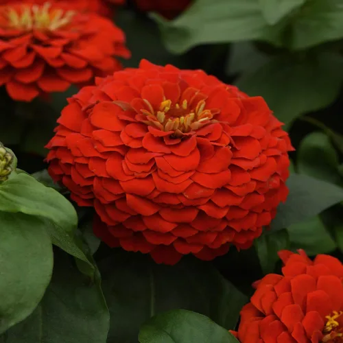 Vista 6 de Outsidepride - Zinnia Elegans, 1000 semillas anuales, Lilliput Red, flores para plantar, color rojo
