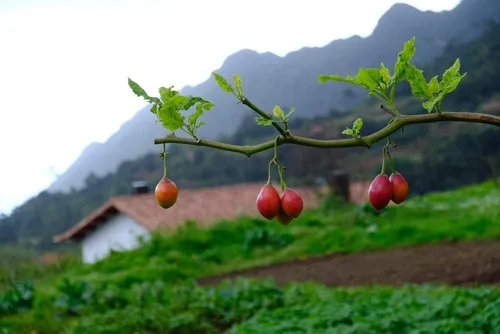 Vista 2 de Semillas de tomate de árbol para plantar - 10 semillas raras - Tamarillo, Cyphomandra betacea