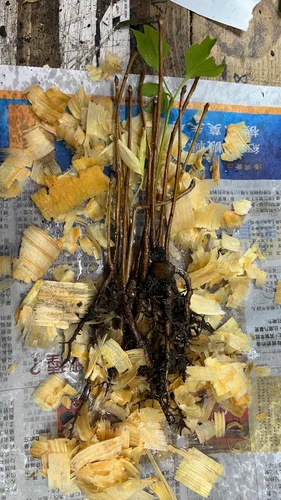 Vista 7 de 3 plántulas de Ginkgo Biloba 1 año Plantas, árbol más antiguo del mundo. Hoja dividida. Raíces envueltas