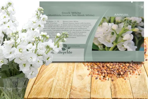 Vista 10 de Outsidepride Ten Week Blue Mattiola Stock Seeds – 1000 semillas anuales de flores para plantar con flores fragantes que atraen a los polinizadores