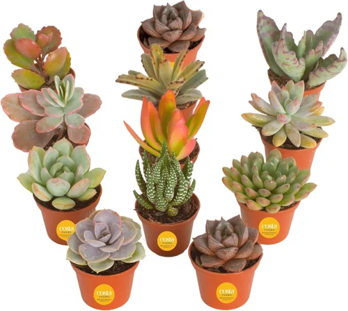 Vista 11 de Costa Farms Mini suculentas, planta de interior viva, fácil cuidado Macetas suculentas