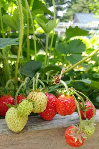 Vista 2 de Fresa 100 piezas Semillas Jardín Fruta Fresca Saludable