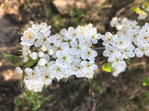 Vista 5 de Pin Cherry Tree Semillas Premium Prunus pensylvanica 'Spring' Plants' (Premium Seeds, 5)