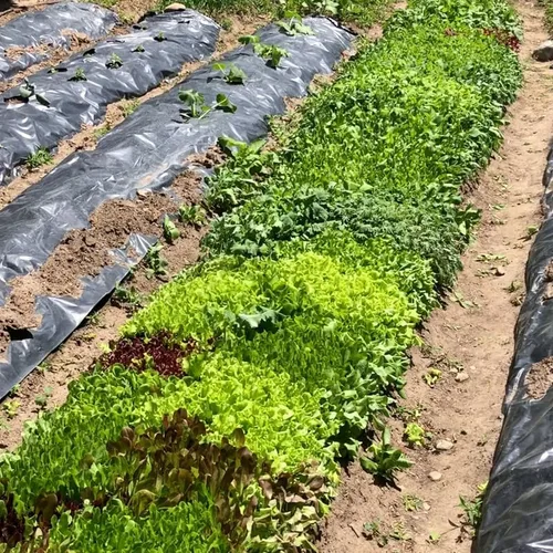 Vista 7 de Mezcla de ensalada de primavera 25000 semillas para plantar 'Cut and Come Again', 12 variedades de lechuga, espinaca, rúcula y col rizada.