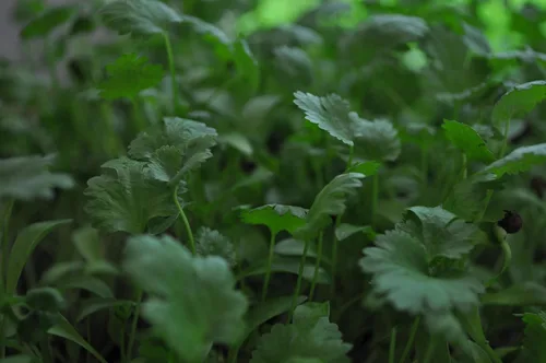 Vista 3 de Semilla de cilantro, semillas de germinación, microverde, brotes, 16 onzas, sin OMG – Marca Country Creek Acres – Alta germinación de brotes