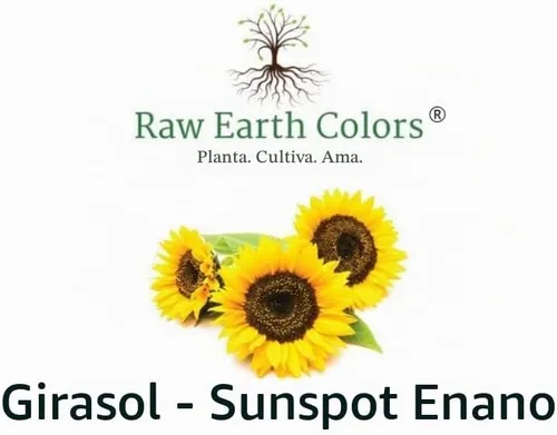 Vista 3 de Semillas de girasol enano para plantar