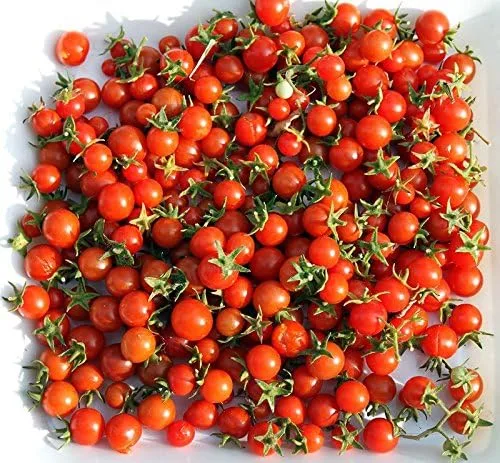 Vista 4 de Más de 30 semillas de tomate Sweetie Cherry, también conocidas como Sugar Sweetie, sin OMG, extra dulce, de gran rendimiento, indeterminado