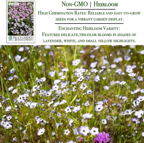 Vista 3 de Gilia Semillas de flores de ojo de pájaro para plantar, más de 2500 semillas de flores por paquete, semillas de jardín de Isla