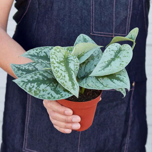 Vista 2 de Planta viva Pothos Silver Splash para interior Plantas