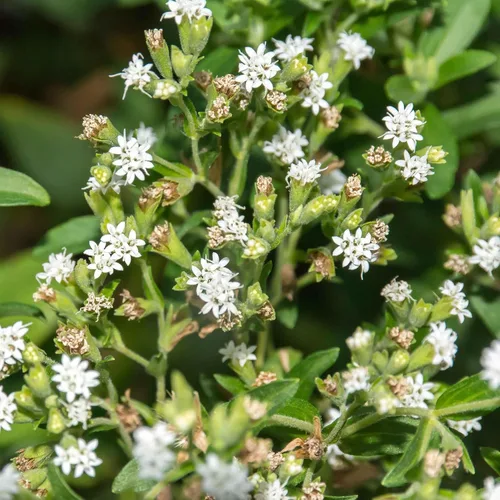 Vista 3 de Eden Brothers Semillas de Stevia - Sweetie Star