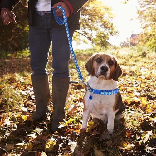 Vista 5 de Molain Collar ajustable para gatos y perros con correa, cuerda de entrenamiento duradera de liberación rápida, collar de hebilla para cachorros