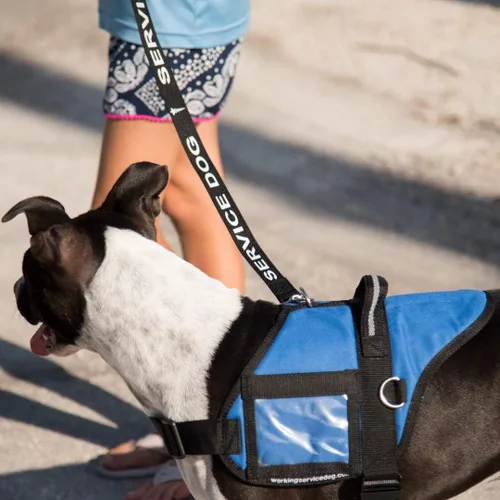 Vista 5 de Correa para perros de servicio, incluye 5 tarjetas de folleto de ley federal, se puede utilizar con o sin un chaleco para perros de servicio