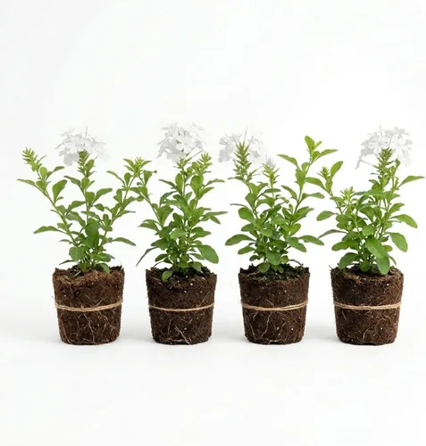 Vista 9 de 4 plantas vivas de plumbago azul, arbusto floreciente, 4-7 pulgadas de alto