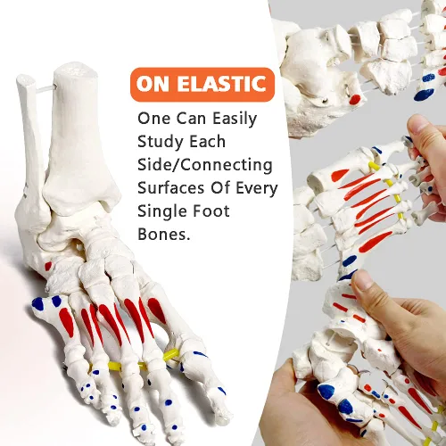 Vista 2 de Modelo de esqueleto de pie en elástico, con muñón tibia-peroné ensartado elástico inserciones musculares y orígenes, molde natural para una