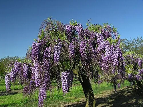 Vista 5 de Black Dragon Wisteria Vine - Vid fragante de doble floración 2 años