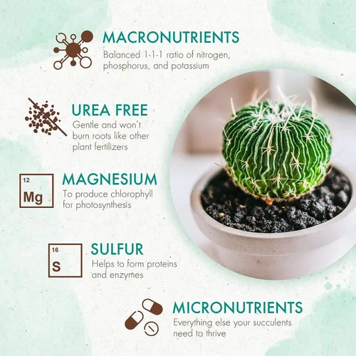 Vista 4 de The Grow Co Alimento para plantas de suculentas y cactus, fórmula suave de larga duración, fertilizante de liberación lenta (alternativa líquida)