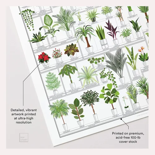 Vista 3 de Pop Chart Tabla hortícola de plantas de interior Arte de pared de 16 x 20 pulgadas Póster botánico Decoración de pared terrosa 100%