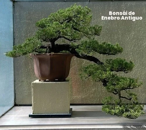 Vista 3 de Hirt's Gardens Bonsai de enebro japonés - Maceta de 2.5