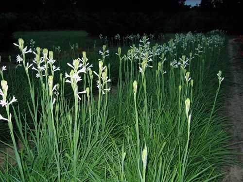 Vista 4 de Tuberose Single Mexicano Pequeña Caja Plana Llena de Bulbos FRAGRANT Polianthus