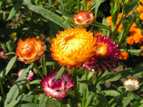 Vista 2 de Semillas Fresa Gigante Mezcla Immortelle Helihrizum Flores Anuales