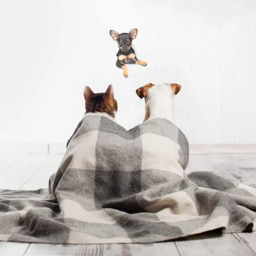 Vista 4 de Winston & Bear Calcomanías 3D para perros, paquete de 2 unidades, cachorro de terrier de juguete para pared, nevera, inodoro y más, calcomanías