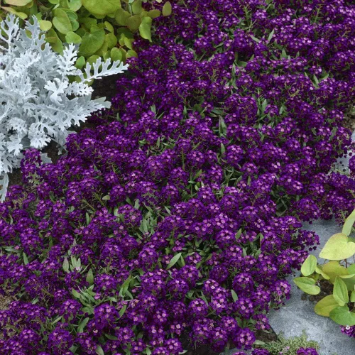 Vista 7 de Outsidepride Oriental Nights Alyssum Seeds - 5000 semillas anuales, tolerantes a la sequía y aptas para polinizadores con flores de miel fragantes