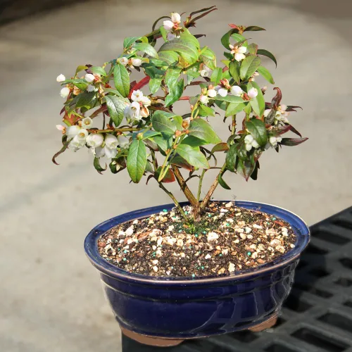 Vista 5 de Brussel's Bonsai Árbol bonsái de arándanos enanos vivos, mediano, 6 años, de 10 a 14 pulgadas de alto, árbol bonsái para exteriores con maceta