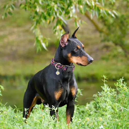 Vista 6 de Lindo collar de algodón para perro, patrones de flores, collares suaves y ajustables para cachorros, para hembras, perros pequeños, medianos