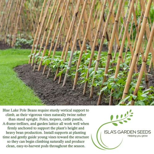 Vista 6 de Blue Lake Pole - Semillas de frijol para plantar, más de 50 semillas de frijoles verdes tradicionales por paquete, semillas de jardín de Isla