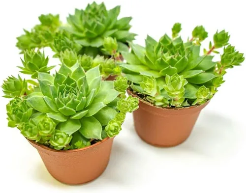 Vista 10 de Sempervivum - Plantas suculentas vivas de interior (3PK), plantas de interior vivas Sempervivum, plantas de interior vivas, plantas