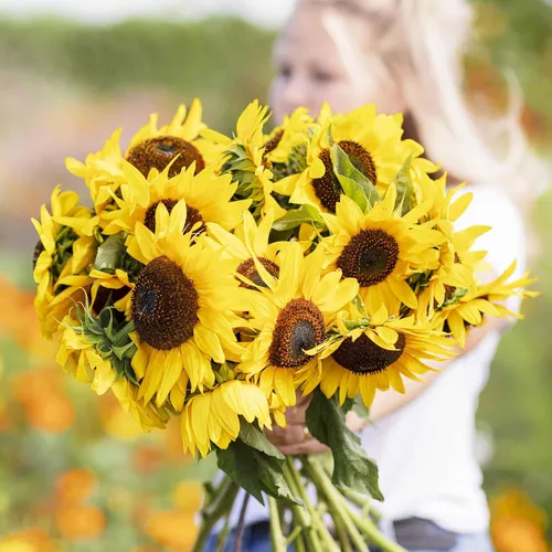 Vista 13 de Eden Brothers Semillas de girasol - Autumn Beauty