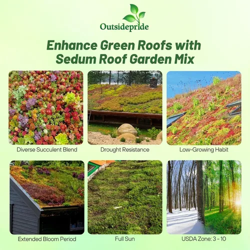 Vista 2 de Outsidepride Roof Garden Semillas Sedum - 5000 semillas perennes de cobertura del suelo para plantar, plantas suculentas resistentes al frío