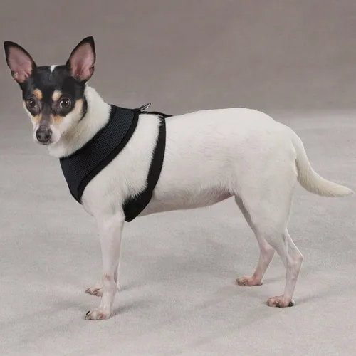 Vista 2 de Casual Canine Arnés de malla para perro, talla XS, negro