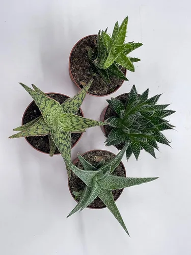 Vista 4 de BubbleBlooms Surtido variado de aloe, macetas de 3 pulgadas, 4 suculentas de aloe diferentes