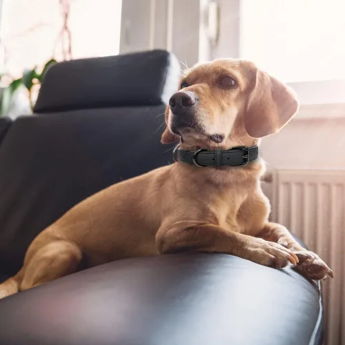 Vista 8 de Lmlpt Collar de cuero para perro, suave, acolchado, resistente, resistente, cómodo collar básico para mascotas con hebilla de metal ajustable a