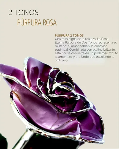 Vista 2 de Forever Rose Rosa real de dos tonos púrpura con pétalos ribeteados en platino y tallo de platino, rosa preservada hecha a mano en lujosa caja