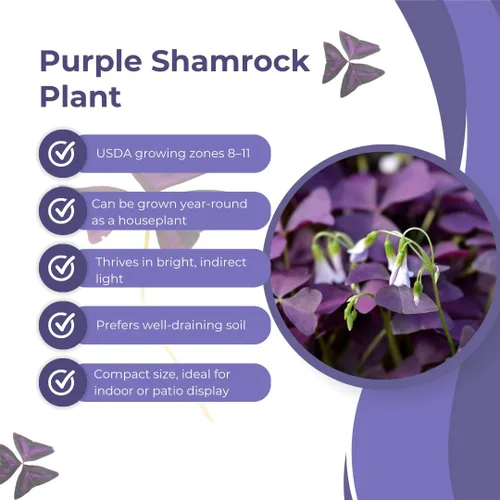 Vista 4 de Planta Oxalis de color púrpura intenso, arbusto de trébol morado, planta ornamental de floración de primavera, 4-8 pulgadas de alto para crecer