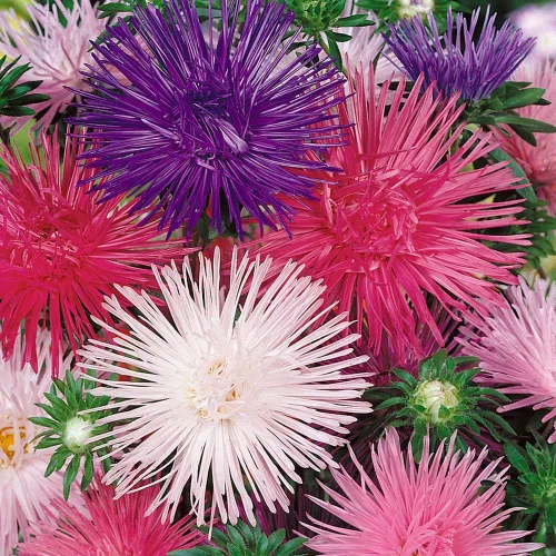 Vista 2 de Outsidepride 1000 semillas anuales Callistephus Tall Needle Unicom Flower Seed Mix para plantar