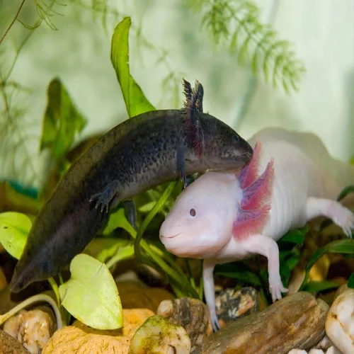 Vista 4 de Axolotl Food, pellets suaves y húmedos de 3/16 pulgadas, pellets de salmón de Rangen para ajolote de tamaño mediano. También camarones, caracoles