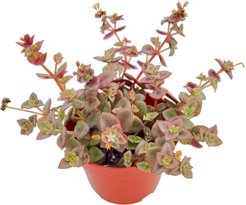 Vista 9 de Suculenta viva Sedum Adolphi 'Firestorm', 4 pulgadas, totalmente arraigada, fácil de cuidar
