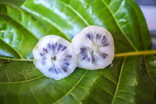 Vista 3 de Wailua River Noni Juice - Jugo de noni hawaiano 100% orgánico auténtico - Certificado orgánico USDA - Cultivado en la isla de Kauai - 2 cuartos