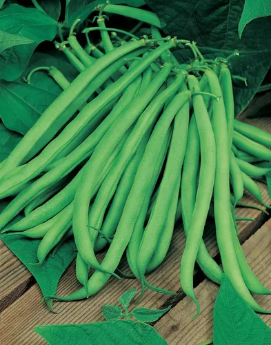 Vista 2 de Bean Blue Lake Great Heirloom Garden Vegetable by Seed Kingdom Bulk Semillas de 1 libra